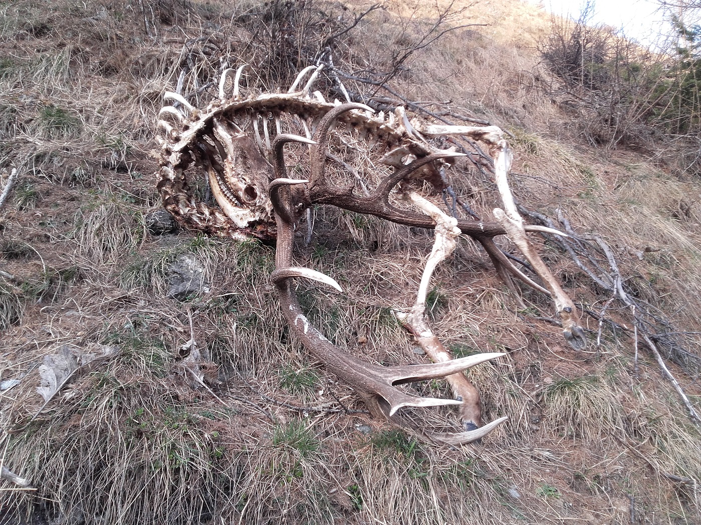 Resti di cervo grande, scheletro, cranio e trofeo